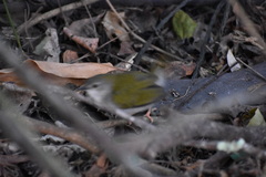 Camaroptera brachyura