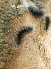 Apistosia judas