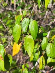 Croton glabellus polytrichus