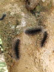 Apistosia judas