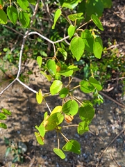 Croton glabellus polytrichus