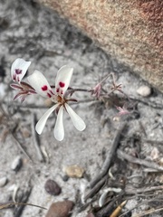 Pelargonium pinnatum