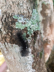 Apistosia judas