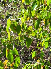 Croton glabellus polytrichus