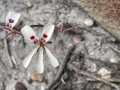 Pelargonium pinnatum