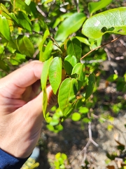 Croton glabellus polytrichus