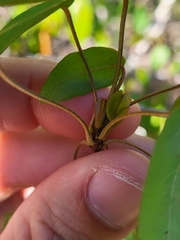 Croton glabellus polytrichus