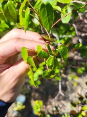 Croton glabellus polytrichus