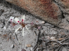 Pelargonium pinnatum