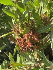 Protea witches broom phytoplasma