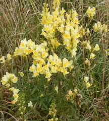 Linaria vulgaris