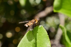 Chrysanthrax semilugens