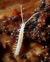 Scutigerella causeyae