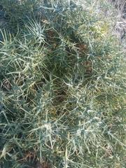 Galactites tomentosus