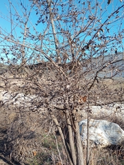Ehretia anacua