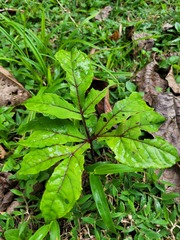 Dracontium polyphyllum