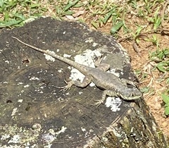Tropidurus torquatus