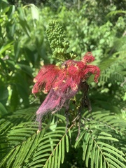 Calliandra houstoniana