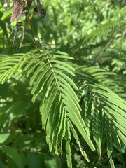 Calliandra houstoniana