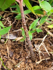 Dracontium polyphyllum