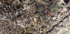 Fagonia cretica