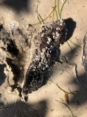 Amphibalanus improvisus