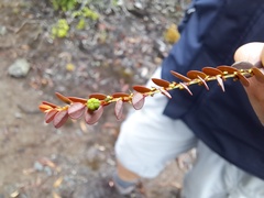 Cathetus chrysanthus