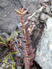 Cathetus chrysanthus