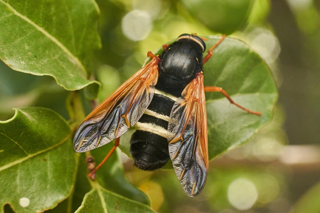 Heterostomus curvipalpis