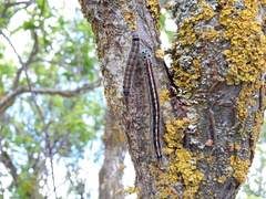 Malacosoma neustria