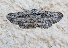 Iridopsis obliquaria