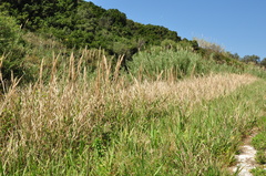 Arundo plinii