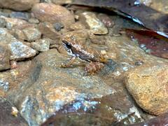 Rheobates pseudopalmatus