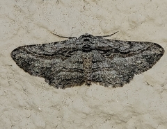 Iridopsis obliquaria