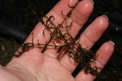 Elodea