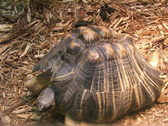 Astrochelys radiata