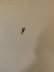 Agriphila tristella