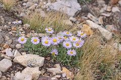 Erigeron caespitosus