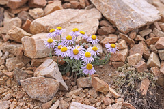 Erigeron caespitosus