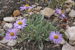 Erigeron caespitosus