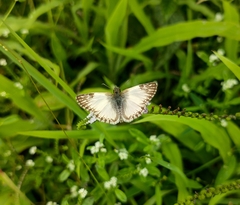 Heliopetes omrina