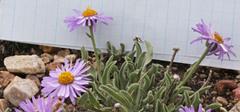 Erigeron caespitosus