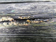 Sphaerobolus stellatus