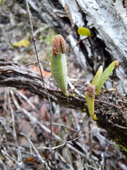 Pyrrosia confluens