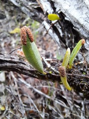 Pyrrosia confluens