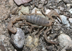 Paravaejovis confusus