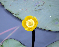 Nuphar lutea