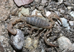 Paravaejovis confusus