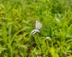 Hemiargus hanno
