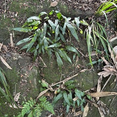 Leptochilus pteropus